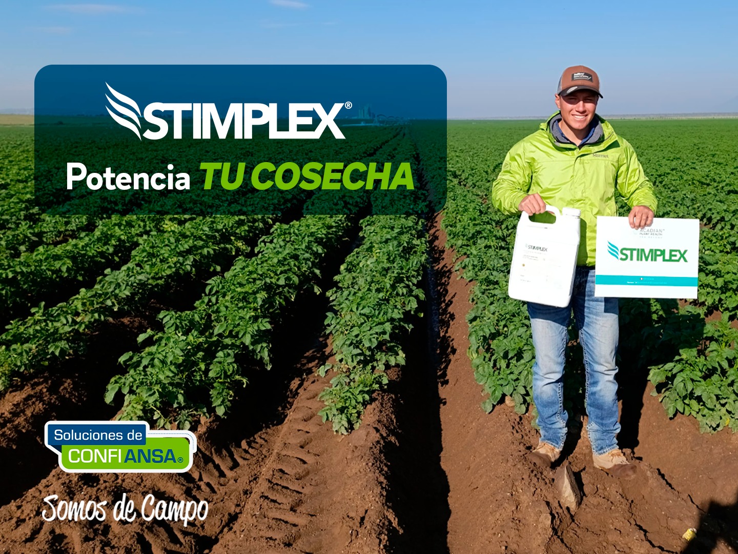 ANSA - 🌱🥔 Stimplex es un bioestimulante foliar con efecto... | Facebook