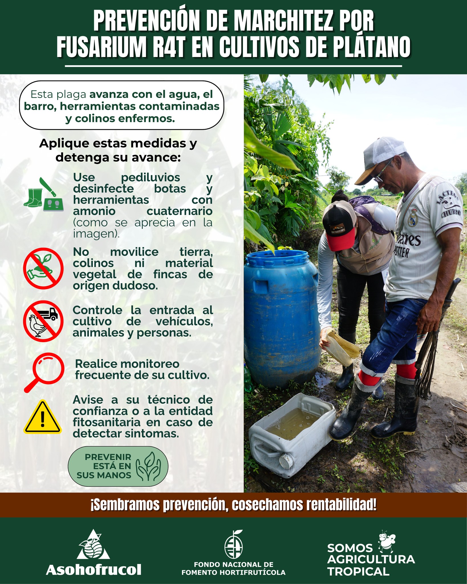 Asohofrucol - ¡Acciones simples que protegen su cultivo de plátano! El ...