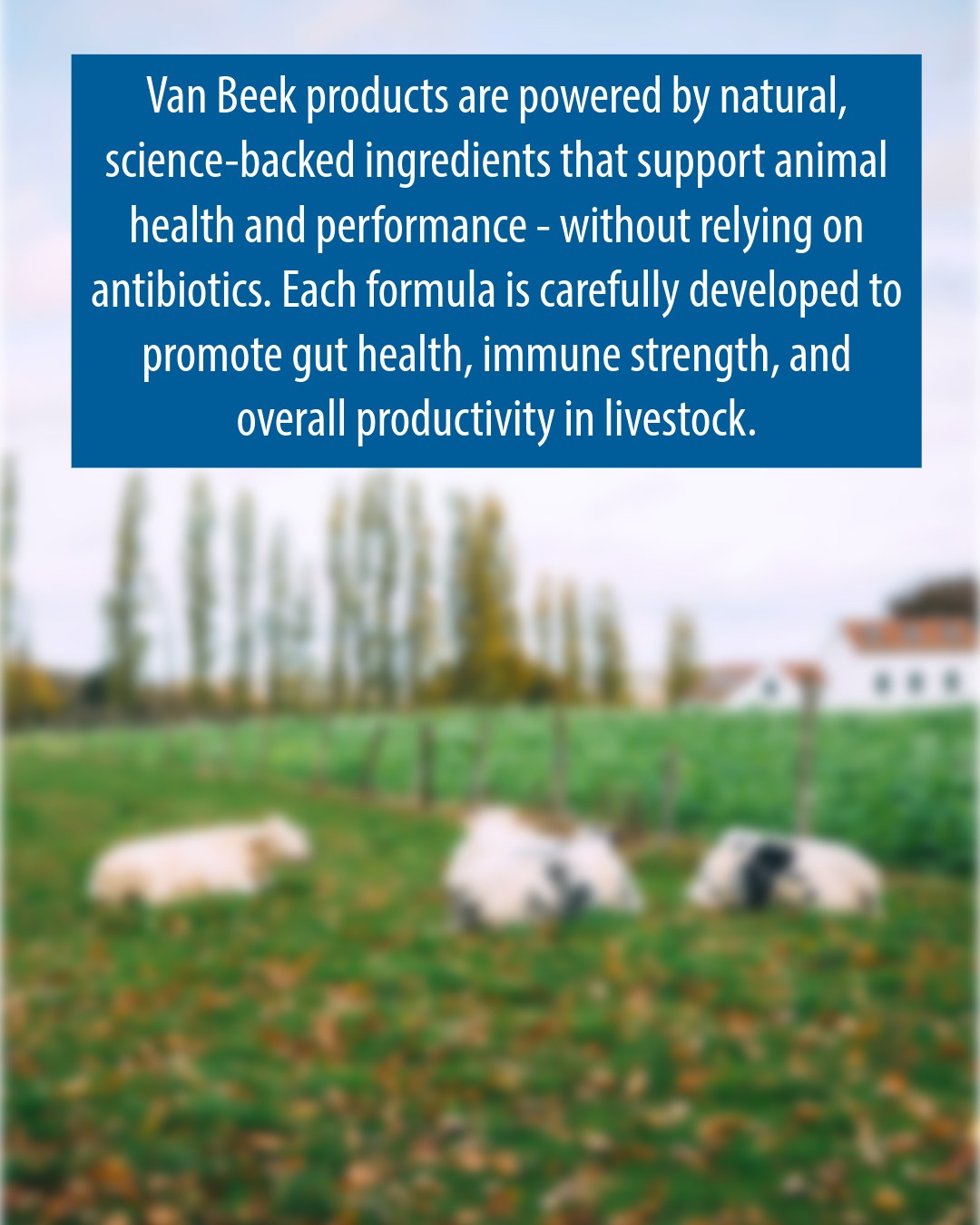 Van Beek Natural Science Bovine | Orange City IA