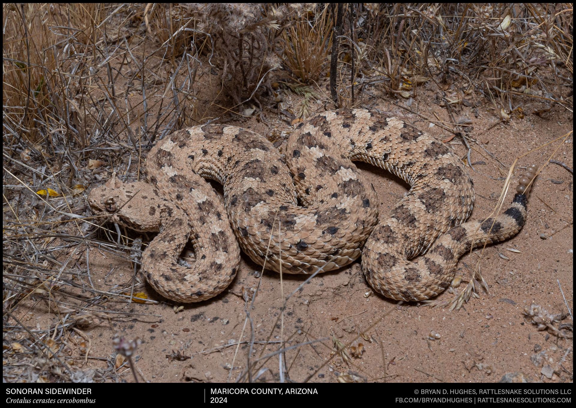 Rattlesnake - A Sonoran Sidewinder from the Phoenix area, out and about ...