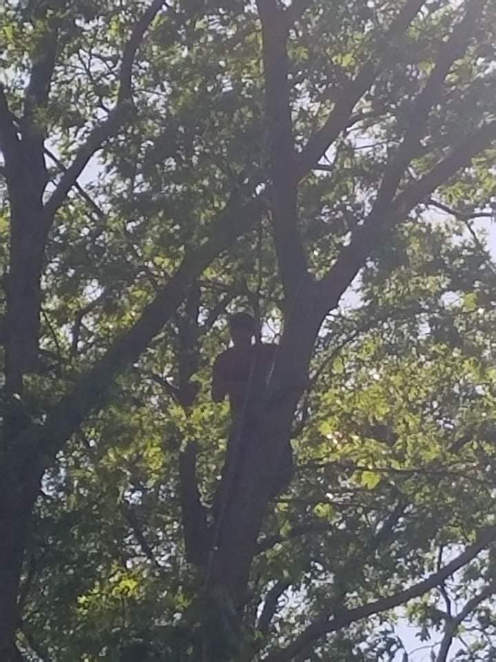 Ross Tree service | Lake City MI