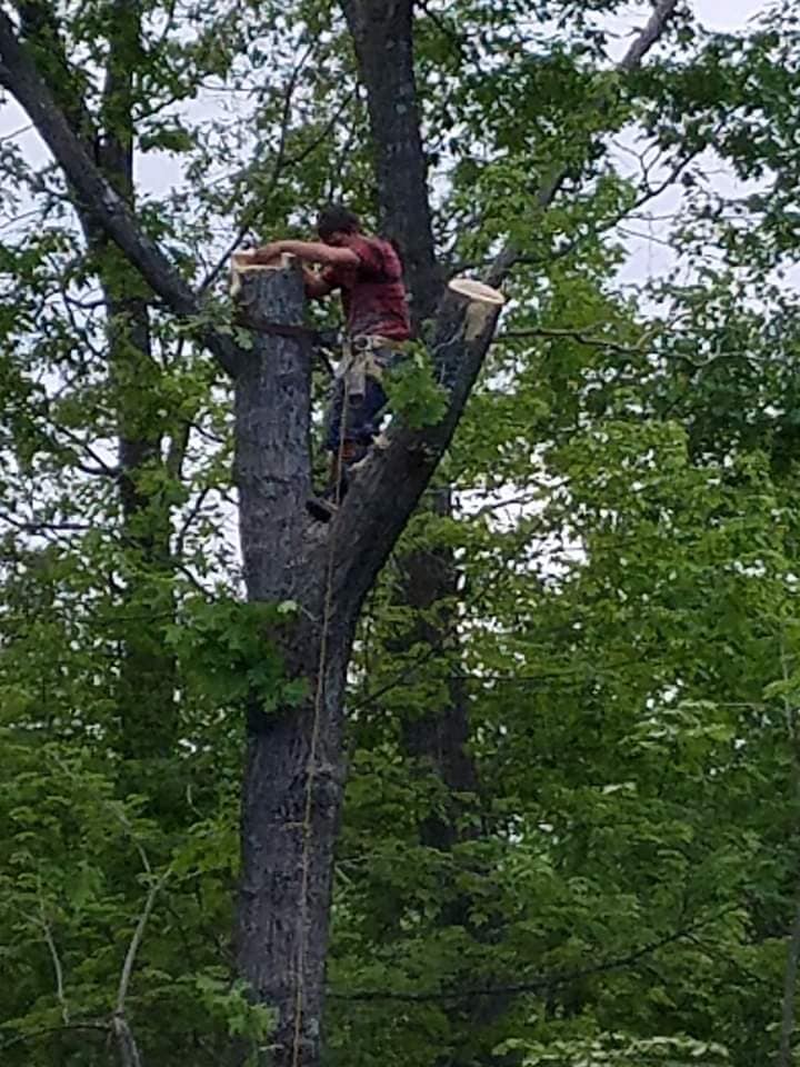 Ross Tree service | Lake City MI
