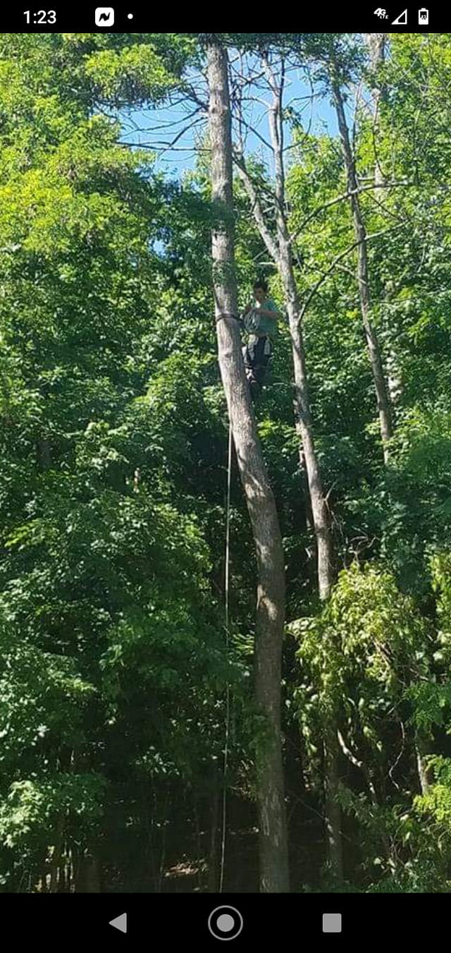 Ross Tree service | Lake City MI