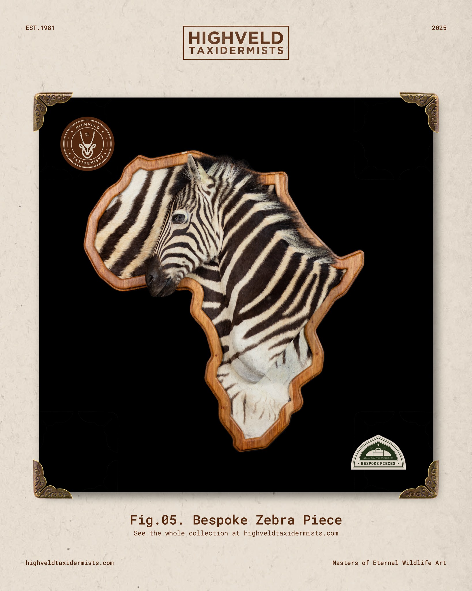 A stunning Cape Mountain Zebra in a truly show-stopping pose. This