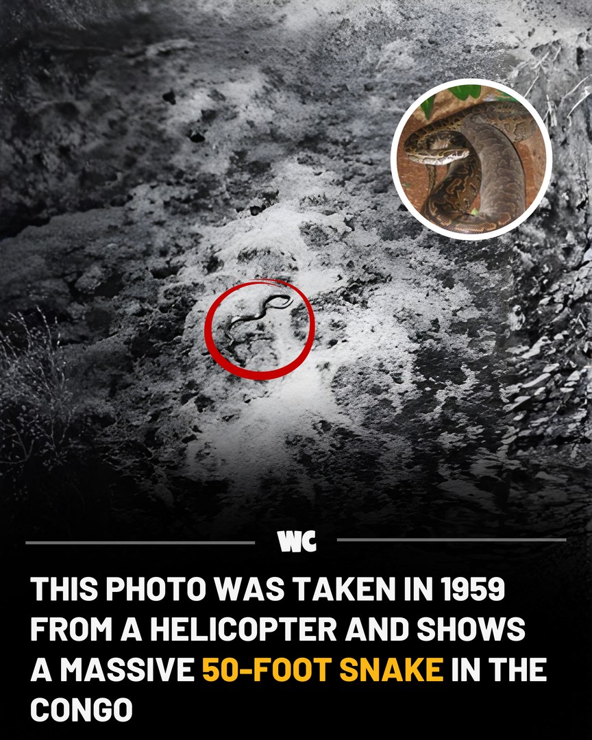 Watercooler - In one of the 20th century’s most famous cryptid photos ...