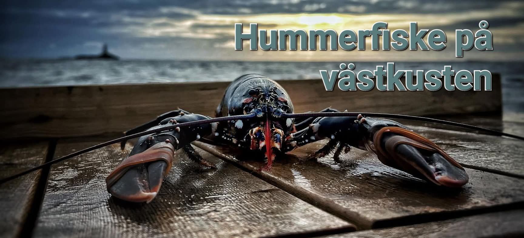 Hummerfiske på västkusten | Vi välkomnar våra nya medlemmar | Facebook