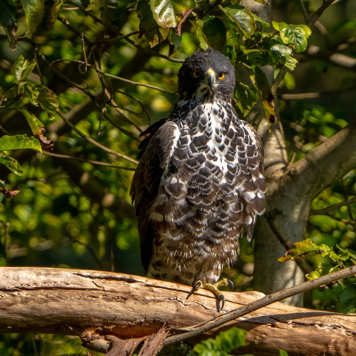 Fun Facts Friday! Meet the... - The Peregrine Fund - Africa | Facebook