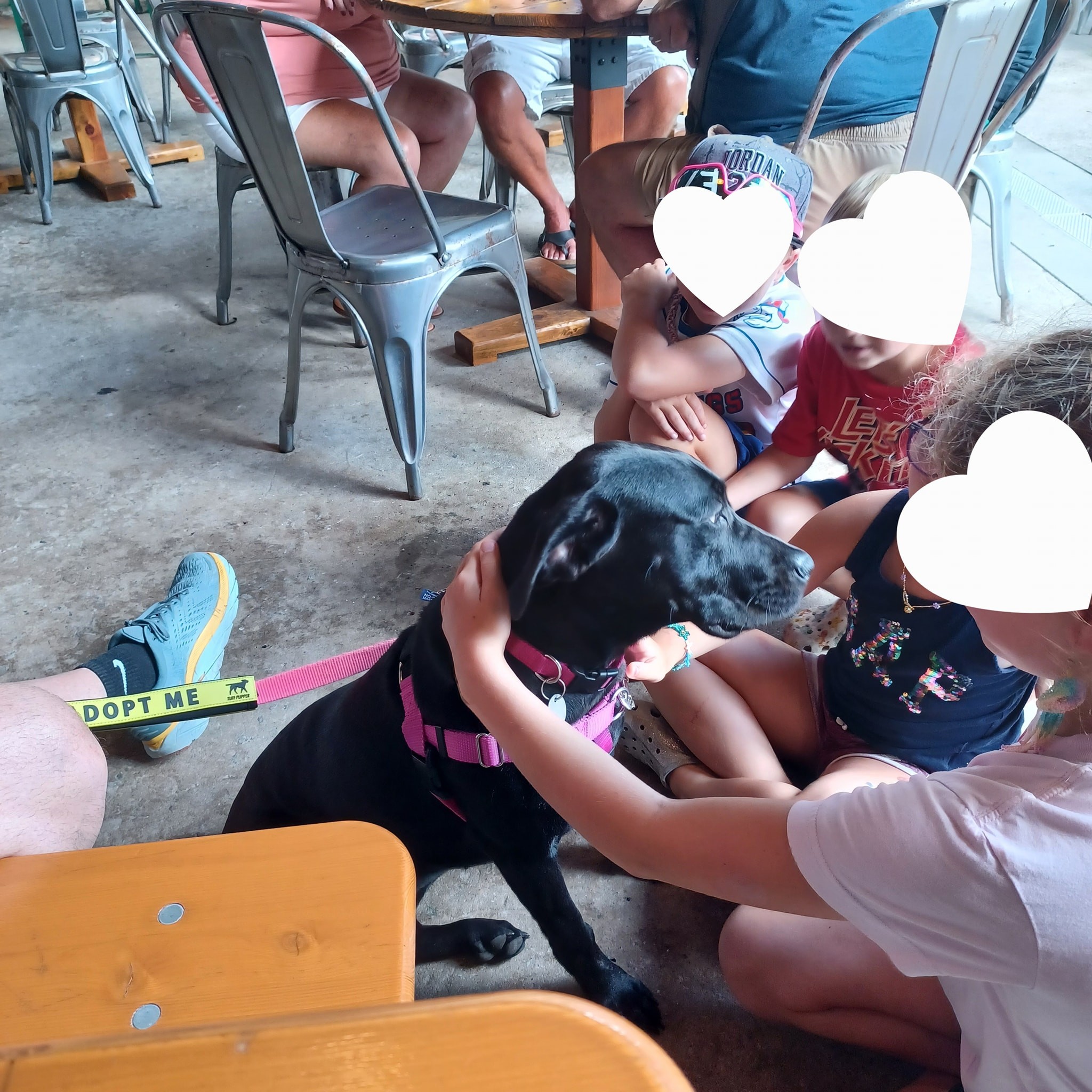 Great Dane Friends of Ruff Love