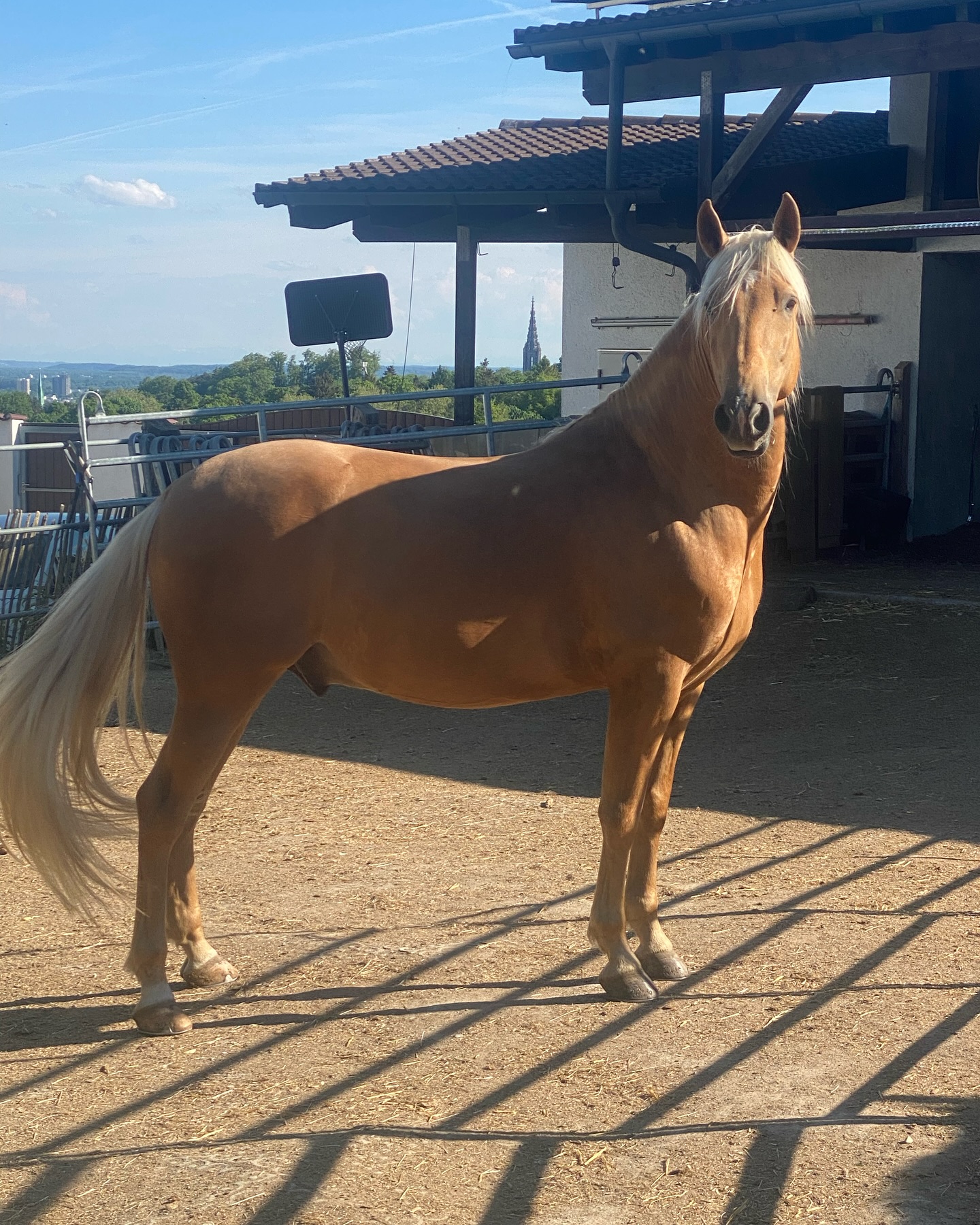 Little - #welcome #home #horse #spain #ranch #spirit willkommen zuhause ...