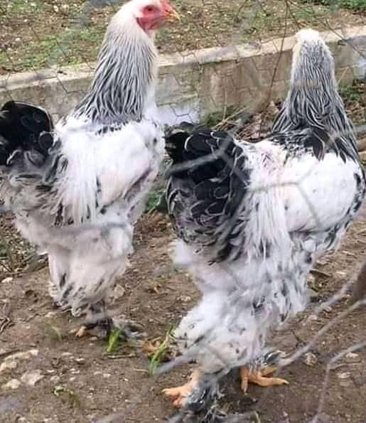 Rasheed Poultry FARM