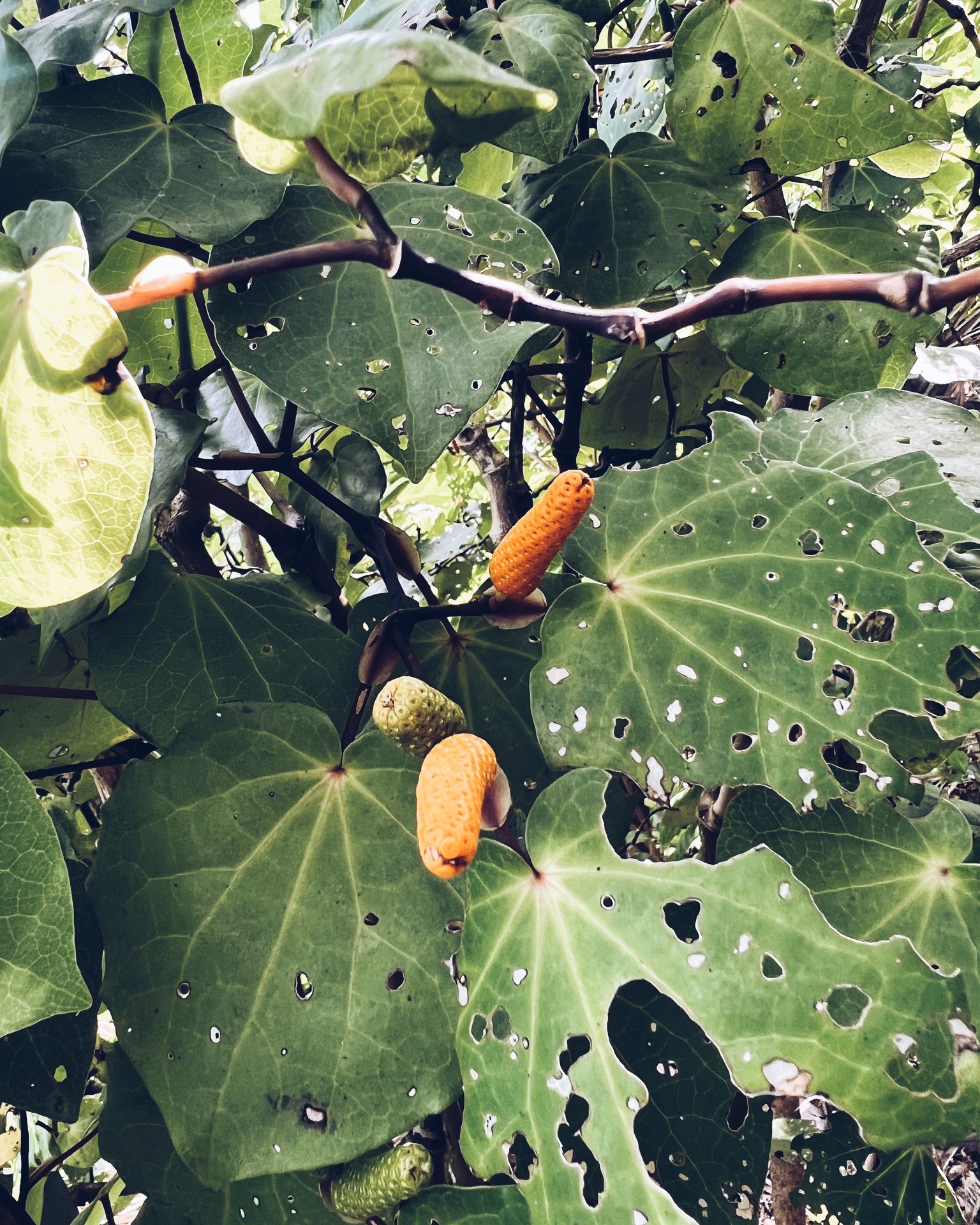 Resharing this very popular & informative post about Kawakawa 