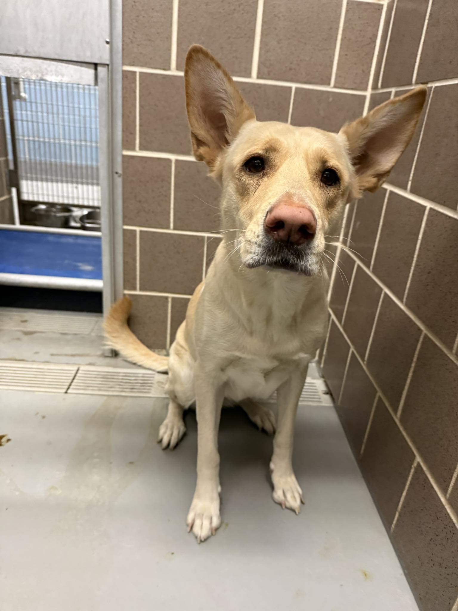 Chicagoland - Meet sweet Honey! She’s 3 years old and 60lbs. She would ...