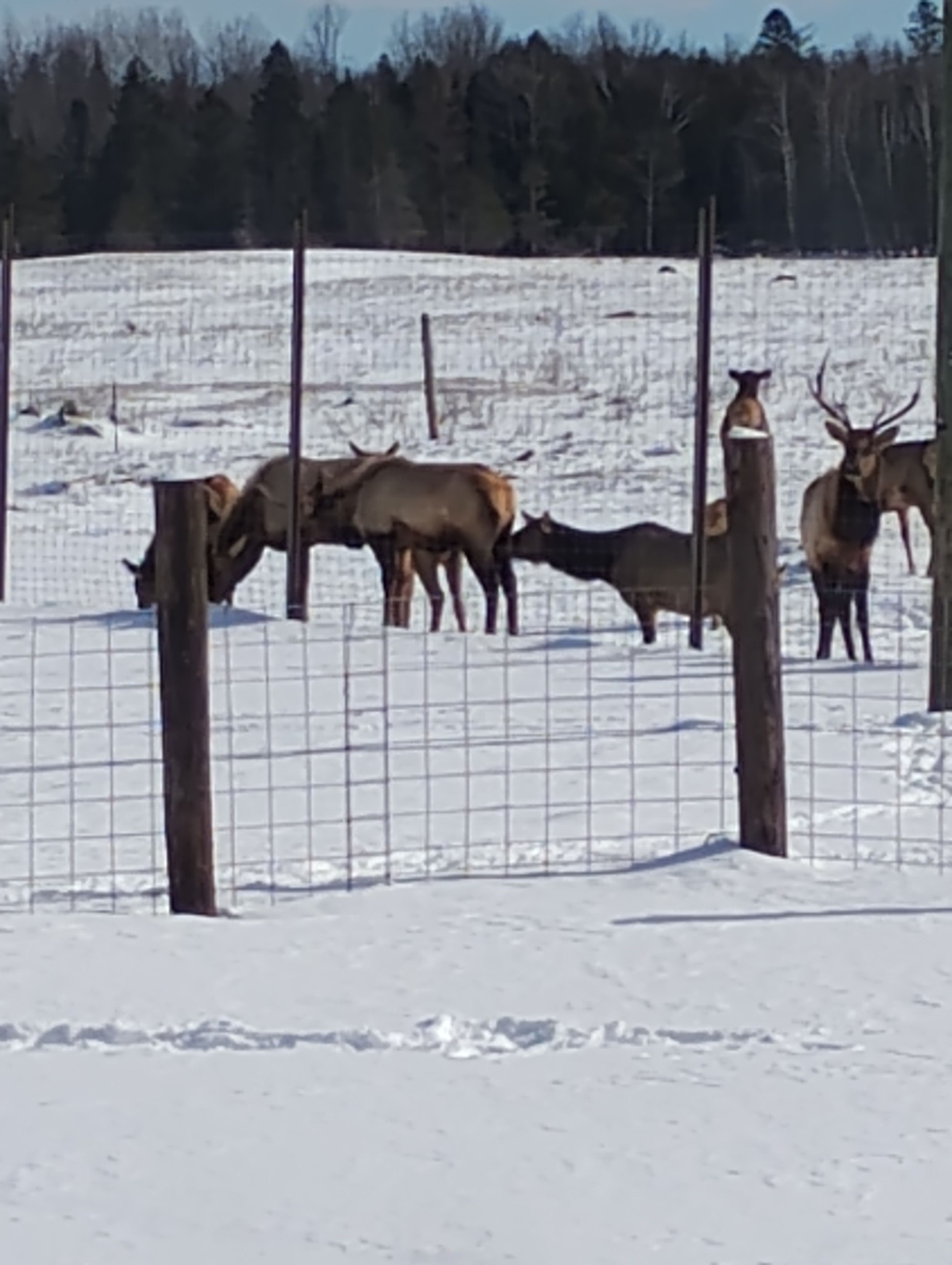Freedom Ranch 906 LLC. | Cornell MI