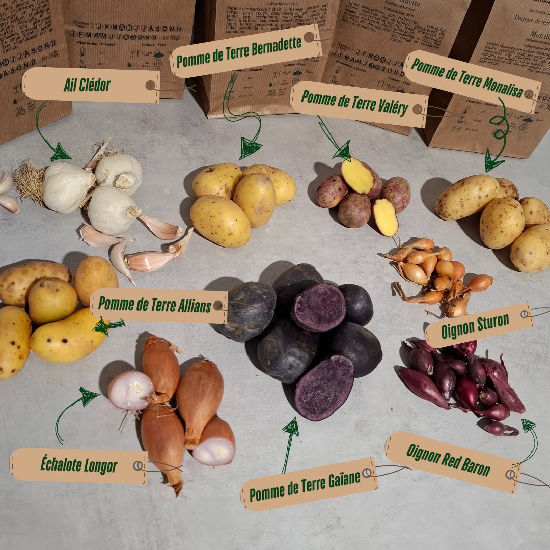 Cycle en Terre - 📢 𝗟𝗲𝘀 𝗽𝗹𝗮𝗻𝘁𝘀 𝗮𝗿𝗿𝗶𝘃𝗲𝗻𝘁 𝗯𝗶𝗲𝗻𝘁𝗼̂𝘁 ! 🌱🥔🧄 Dès ce 𝘃𝗲𝗻𝗱𝗿𝗲𝗱𝗶 ...