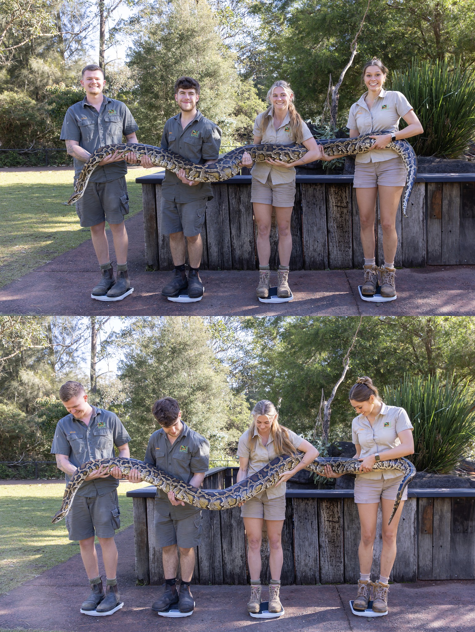 ShanghaiEye - Two monstrous pythons at an Australian zoo have undergone ...