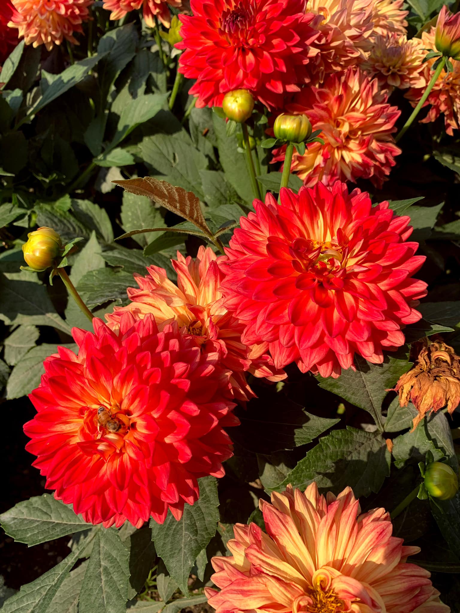 LaBella Maggiore Fun Flame has to be my favorite Dahlia - CSU Fort