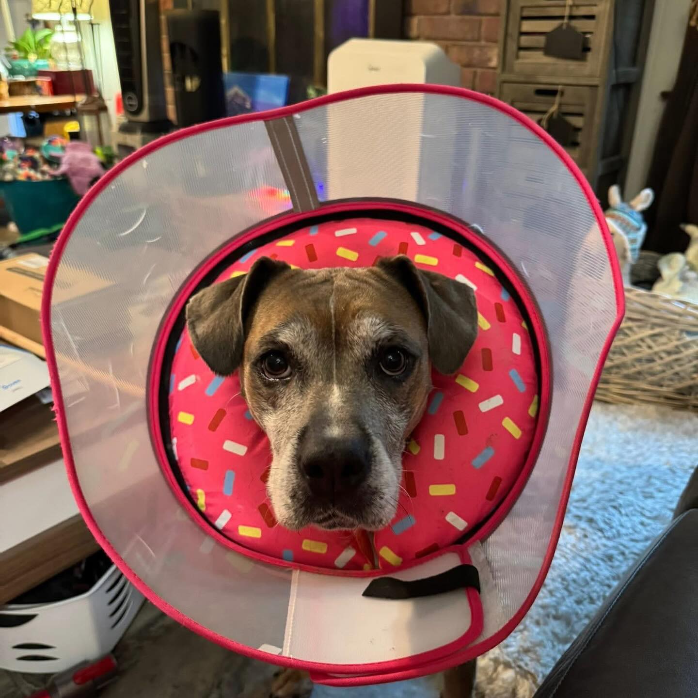 Blue Ridge Boxer Rescue | Hickory NC