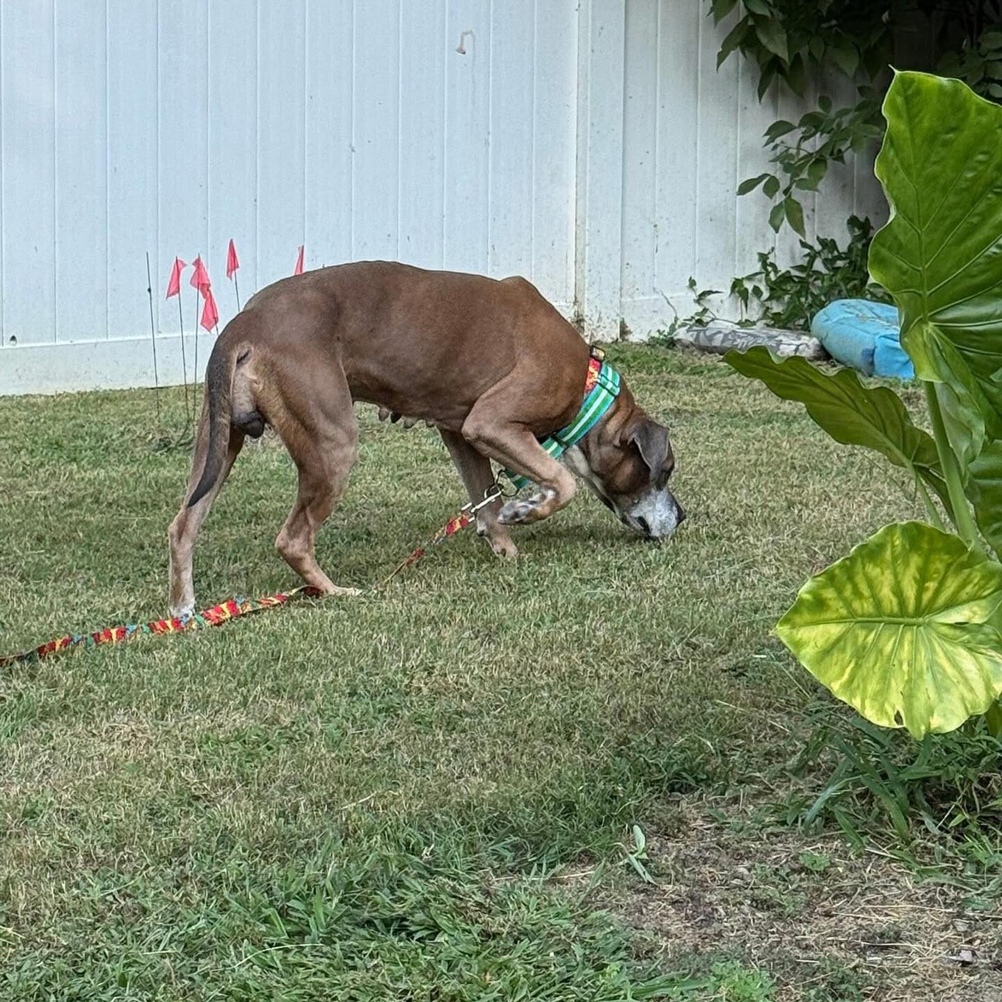 Blue Ridge Boxer Rescue | Hickory NC