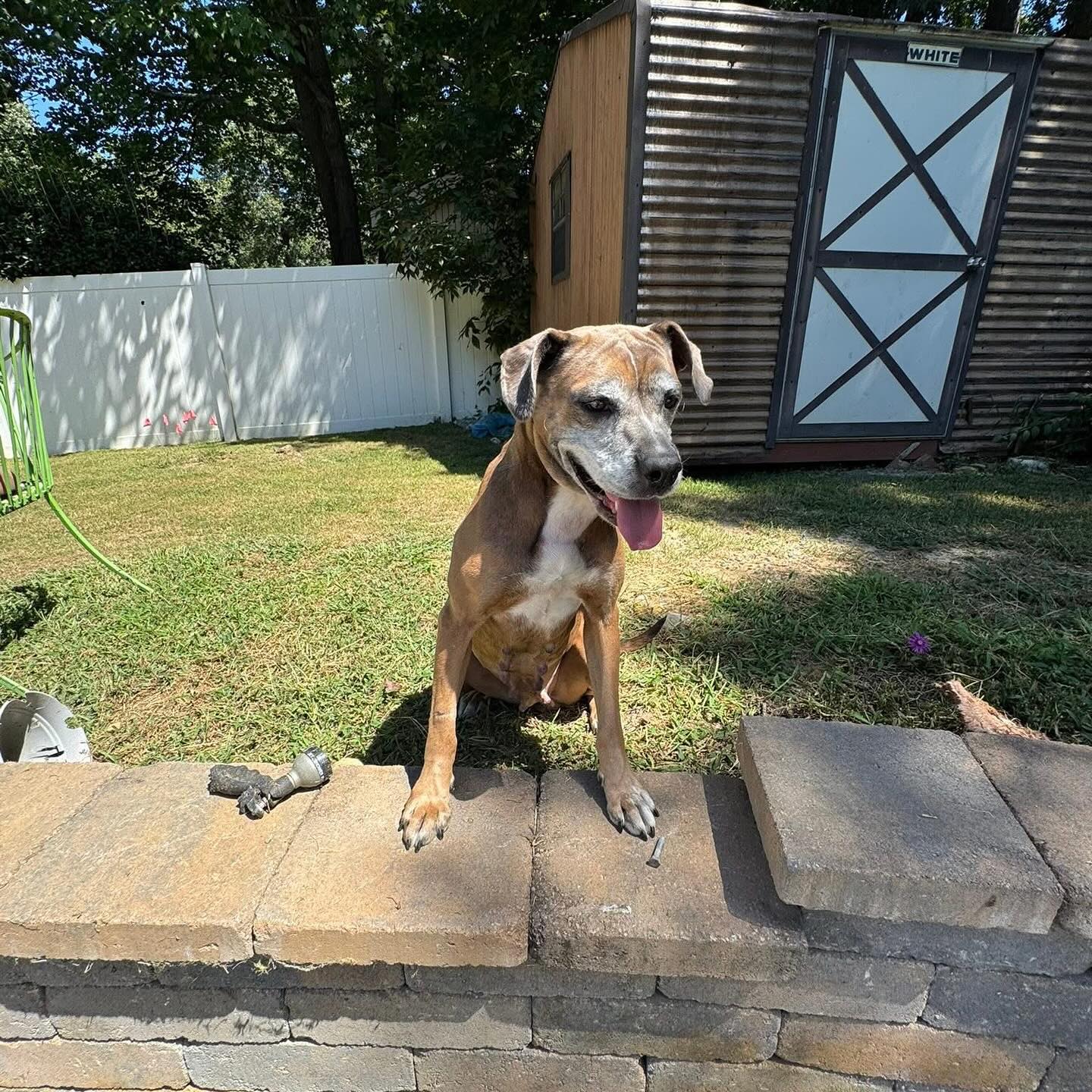 Blue Ridge Boxer Rescue | Hickory NC