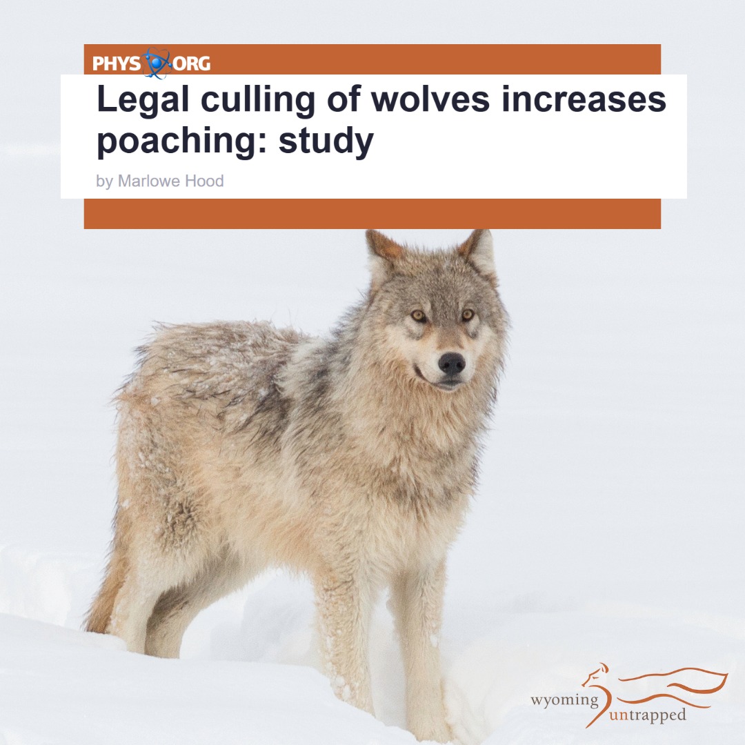 Today marks the start of wolf hunting... - Wyoming Untrapped | Facebook
