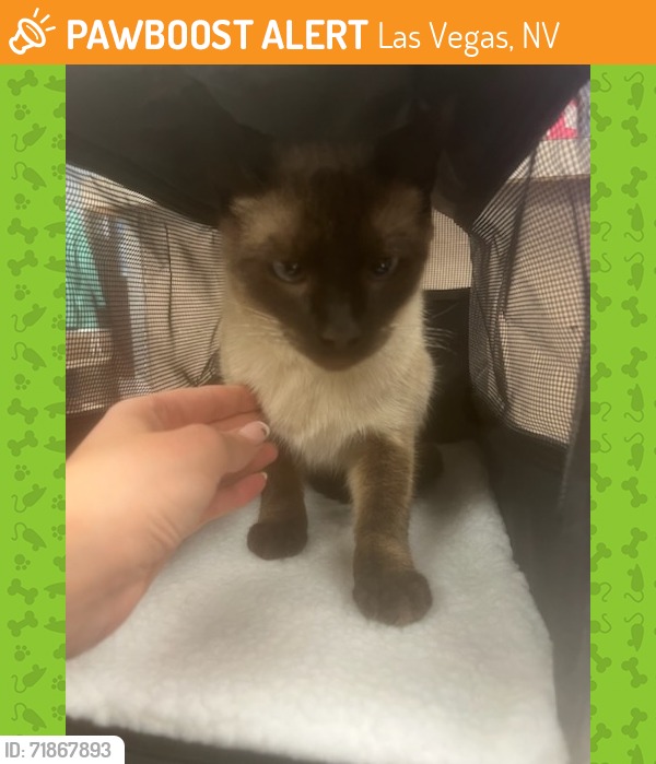 UPDATE: REUNITED!! Siamese Cat is home safe & sound after 4 days