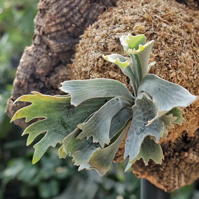 Platycerium Willinckii 
