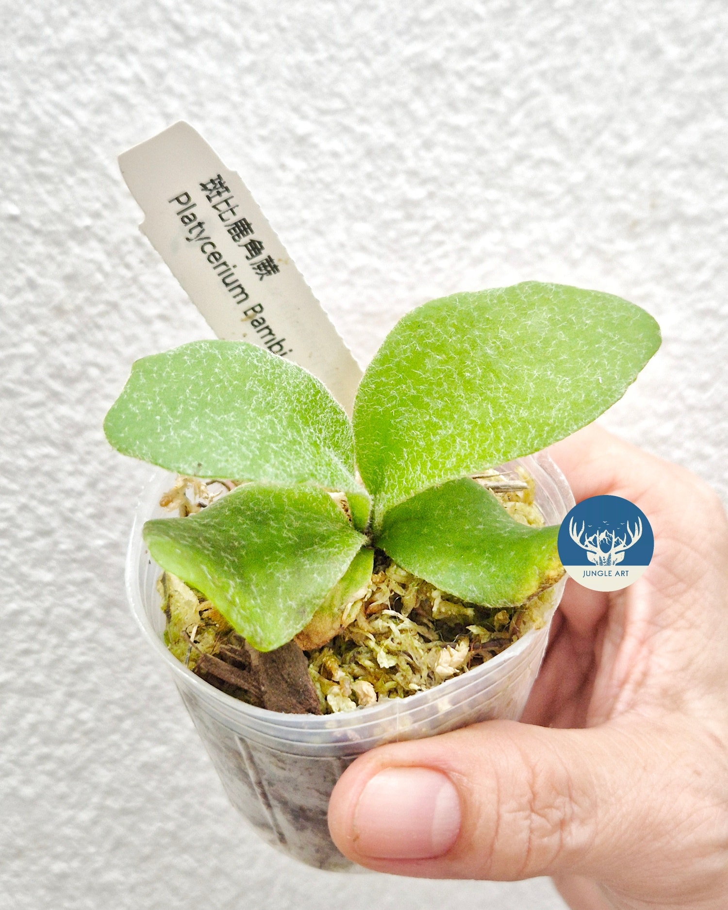 Platycerium Bambi