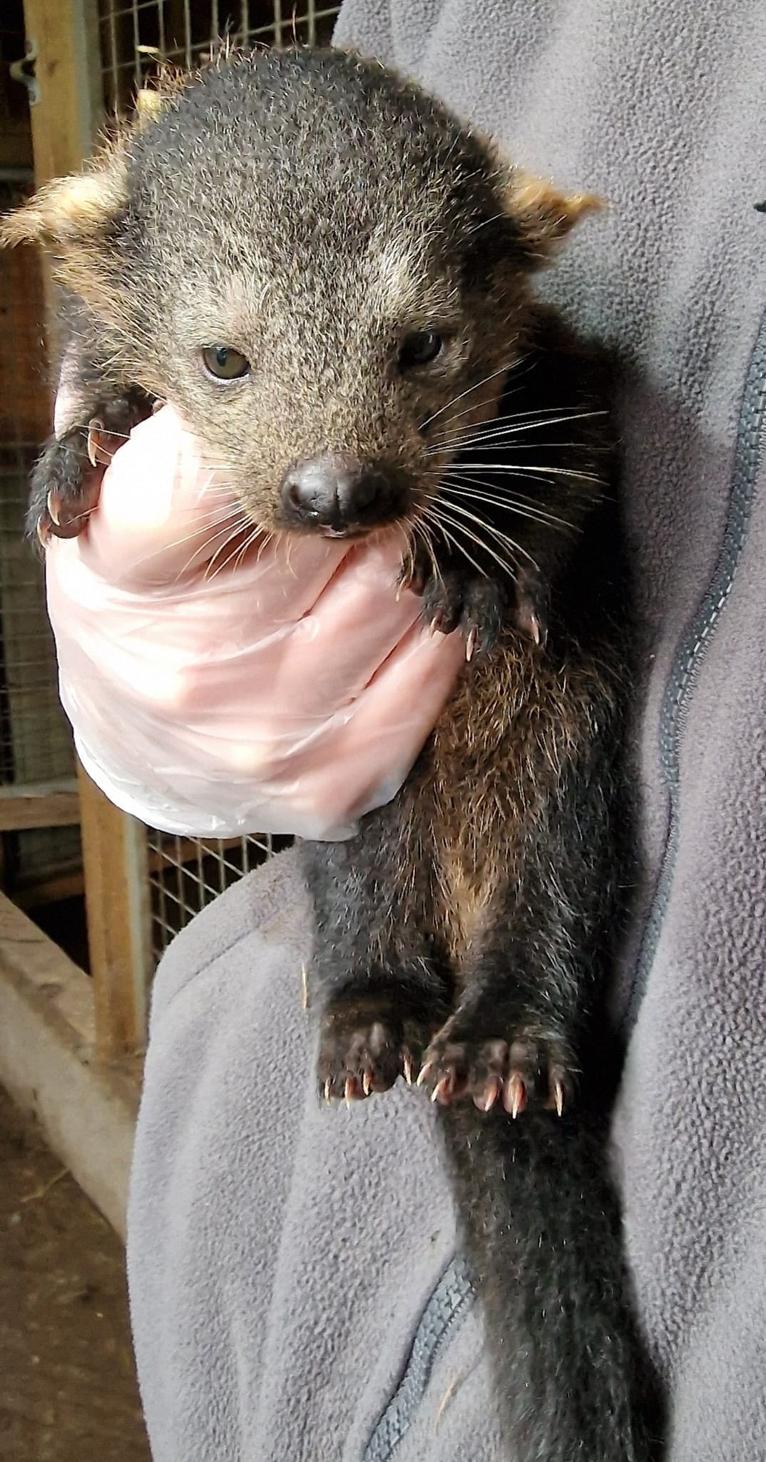 Wild Discovery - We've been keeping a little secret from...