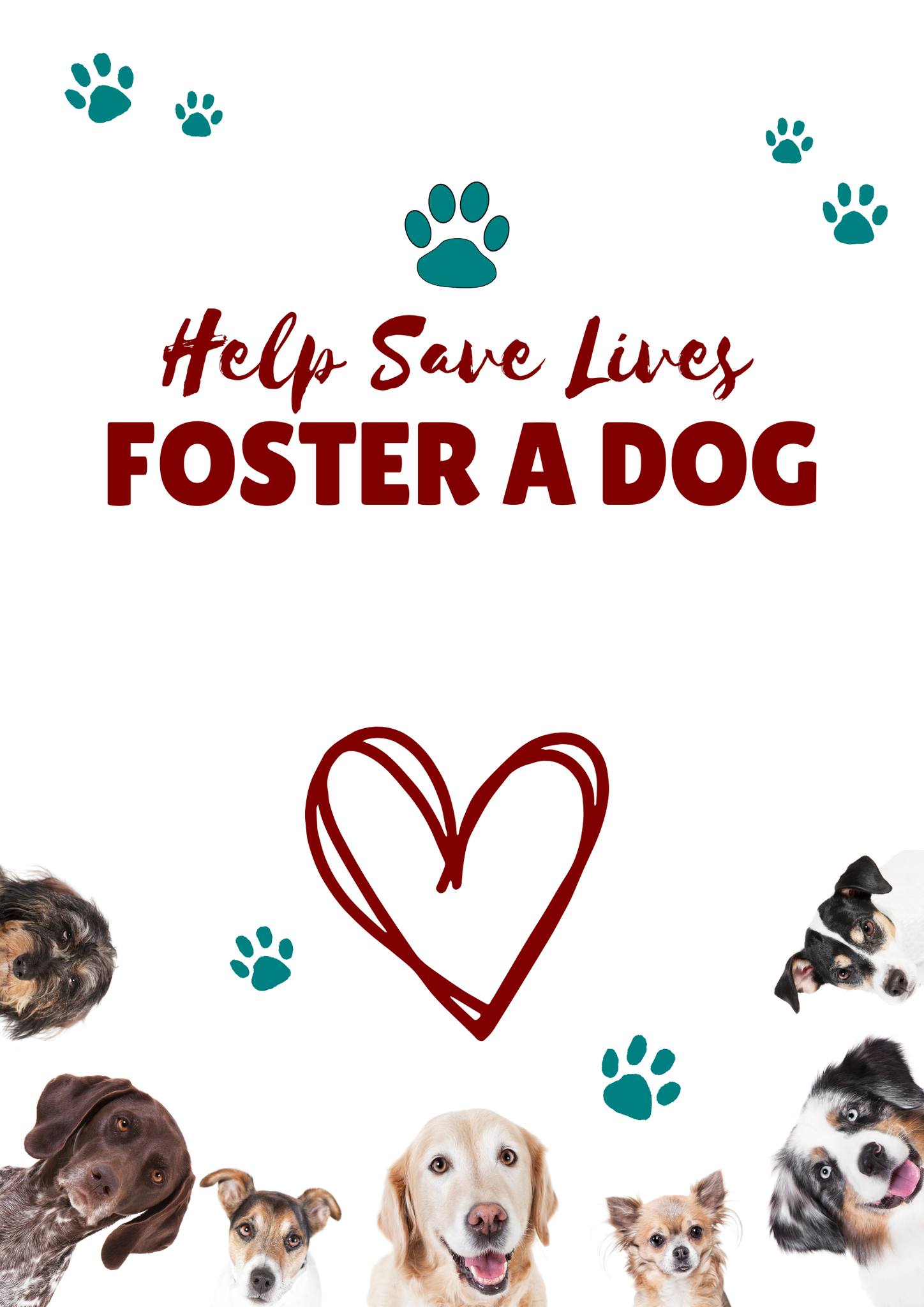 Bowen - 🐾We DESPERATELY need FOSTER CARERS 🐾 We don't have a physical ...