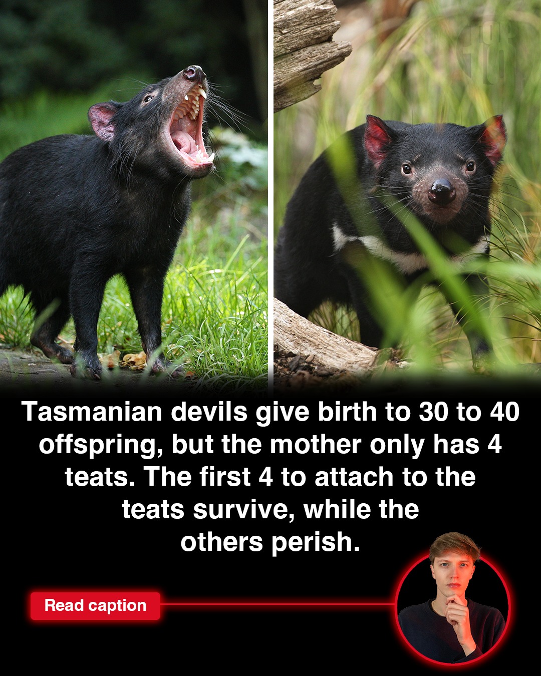 Top 10s - Did you know Tasmanian devils can give birth to... | Facebook