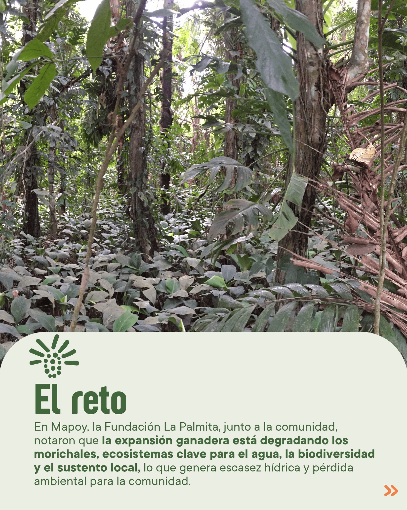 Asociación Comunitaria Vivero Morichales De Vida El Mapoy | Tame