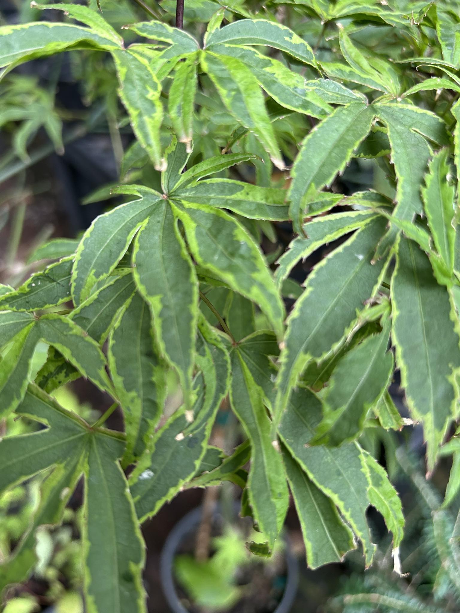 What trees have dark green foliage similar to Shishi and Mikawa?