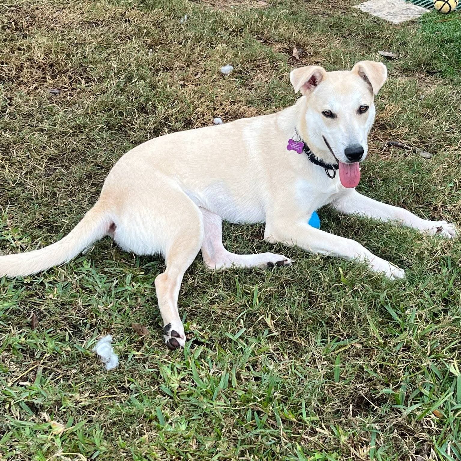 Wild - 💕 ️🐾 EMBER IS STILL WAITING FOR HER FOREVER HOME 🐾 ️💕 Meet Ember ...