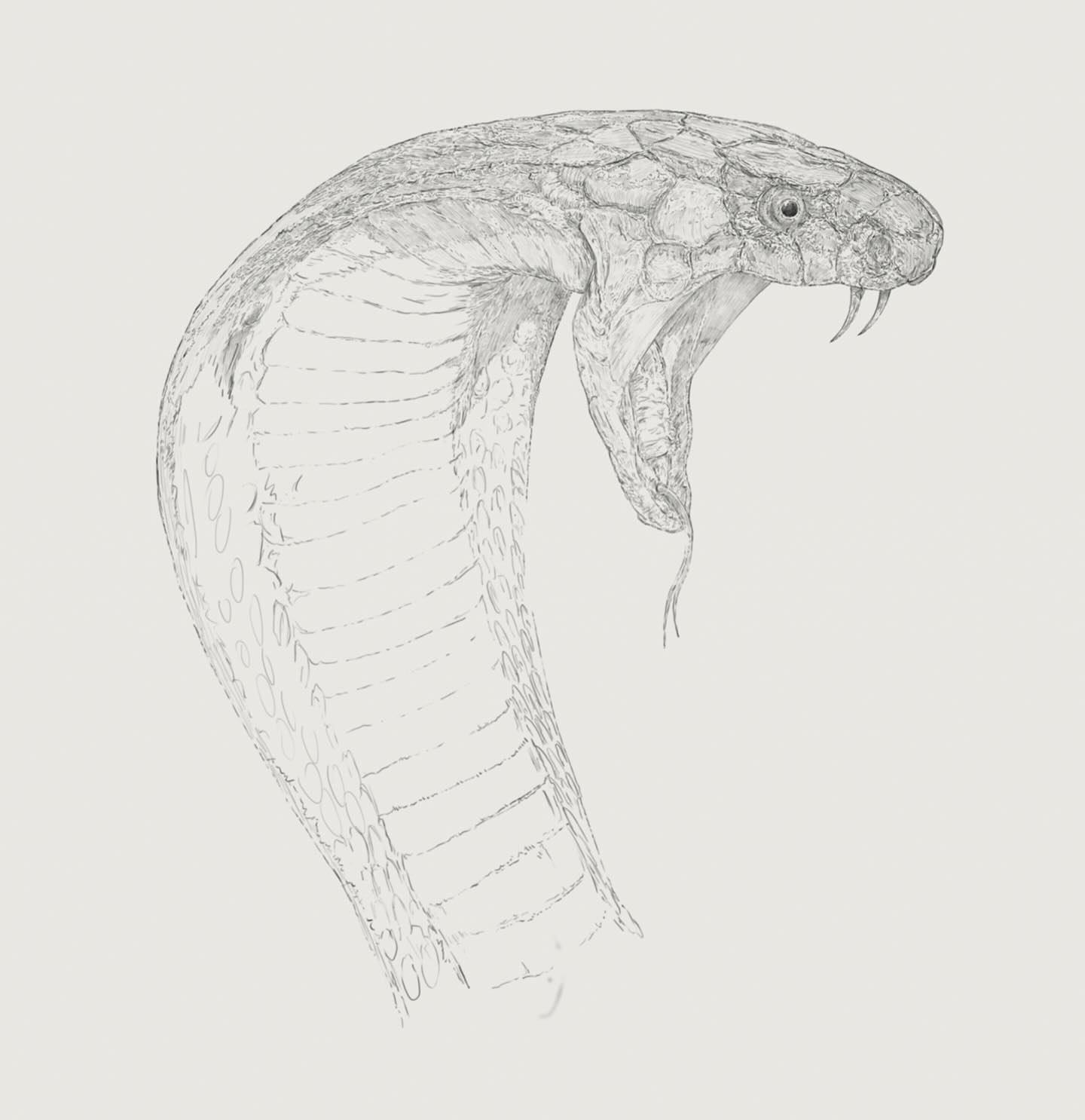 Ben Rothery Illustrator | London