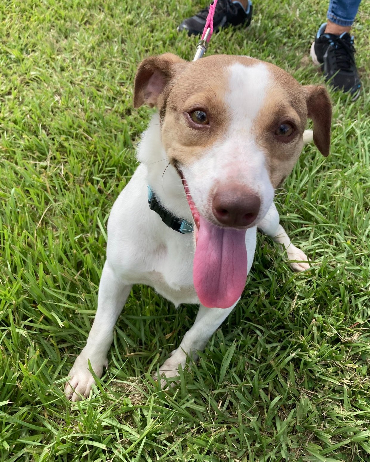 Jack Russell fans,... - Nate's Honor Animal Rescue Center | Facebook