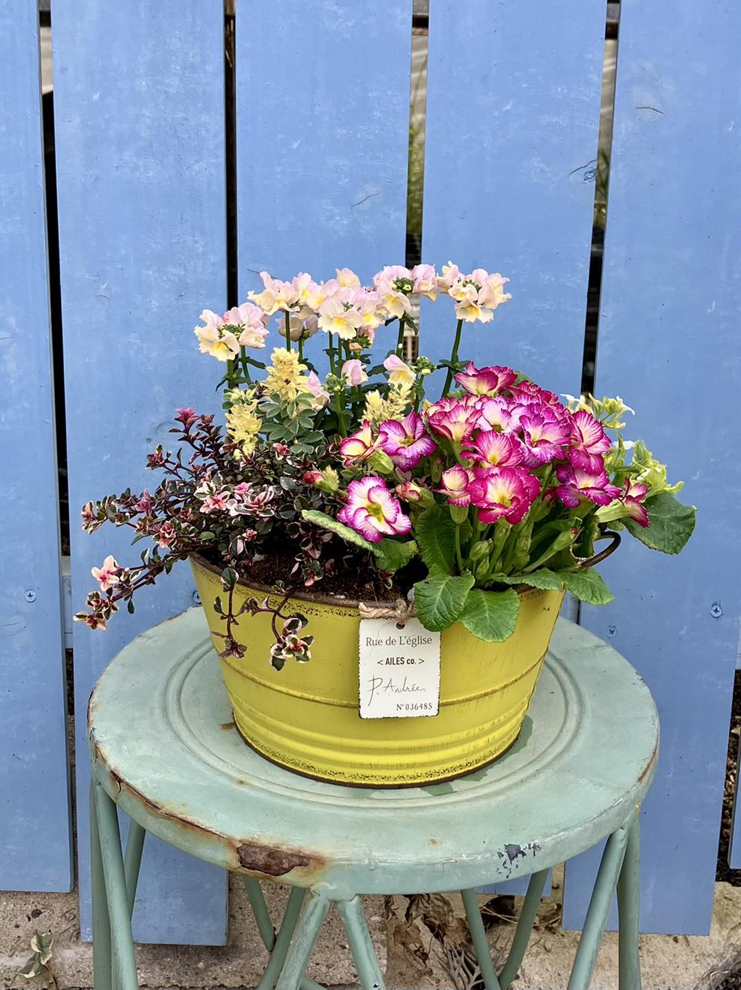 続きます😊 #ヘリクリサムライムミニ 明るいイエローカラーが寄せ植え