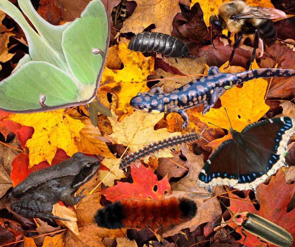 Darke - 🤔🍂 What do all of these critters have in common? 🦋🐸🐞🦔 They all ...