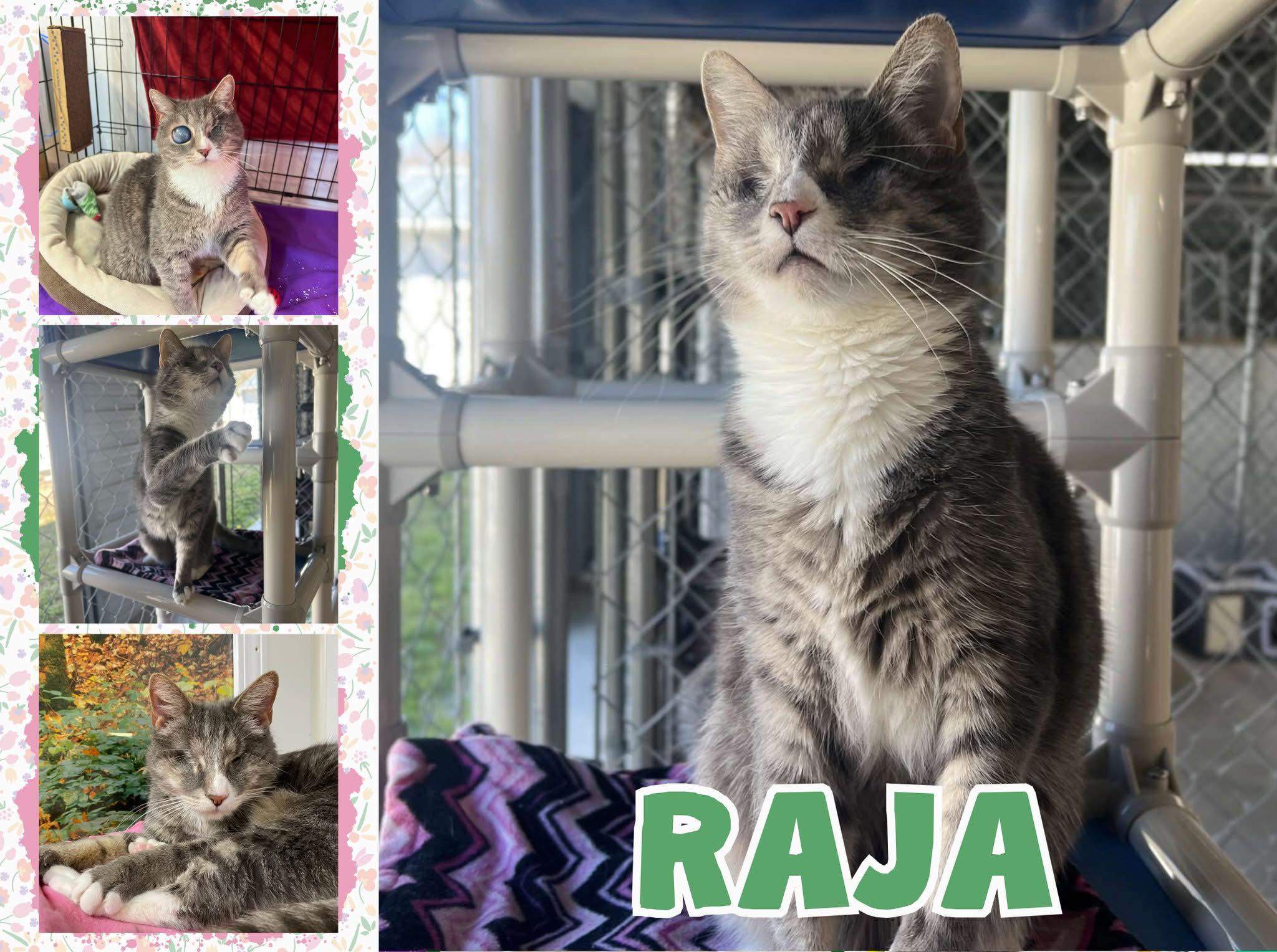 Blind - 🩷Cat of the Day Raja! 🩷Meet Raja, a sweet 4-year-old blind girl ...
