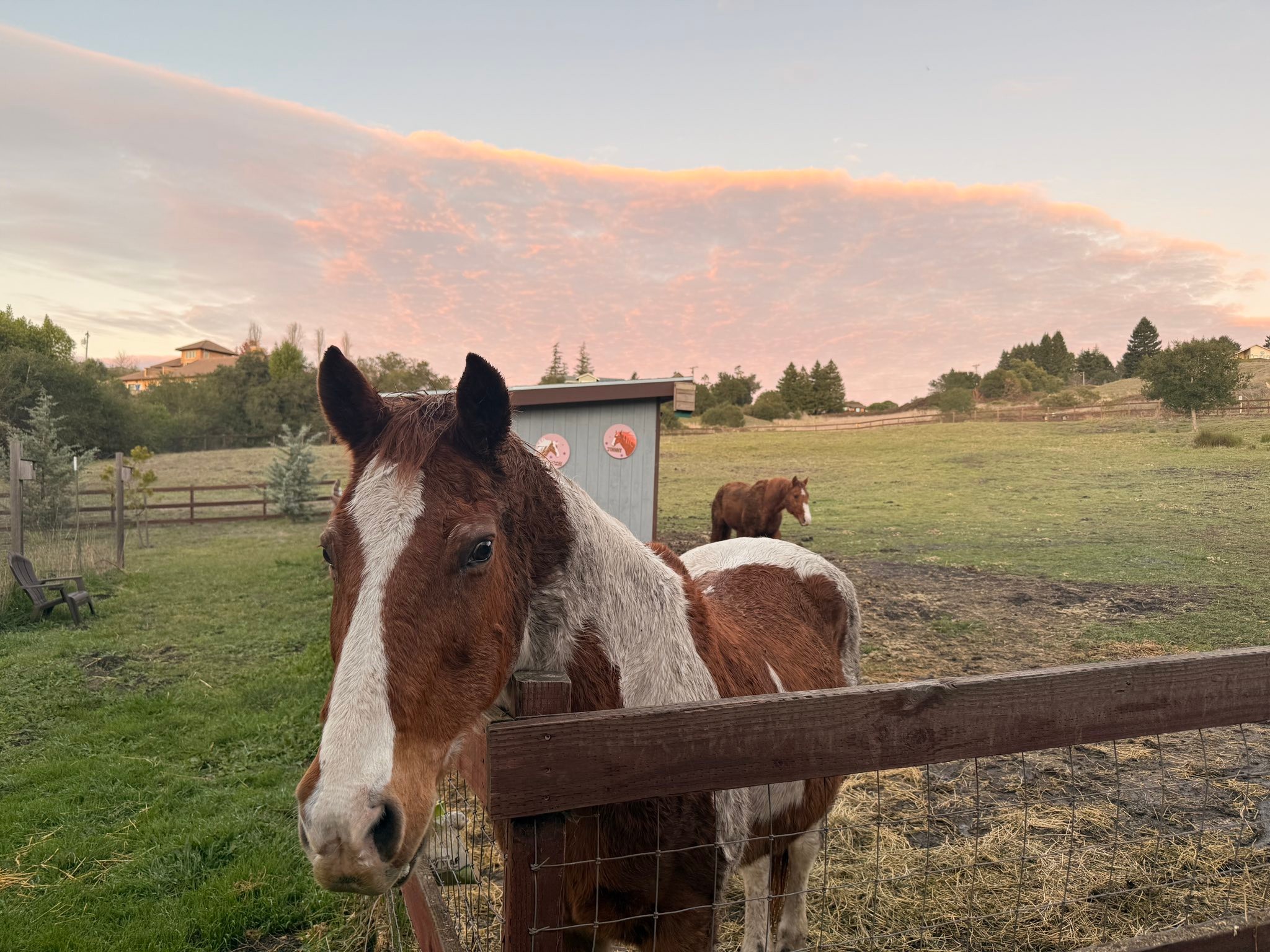 Little Trooper Ranch | Santa Rosa CA