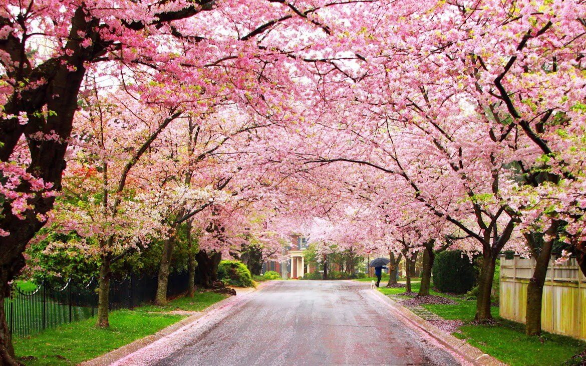 Top Tier Tree Care | Jefferson OR