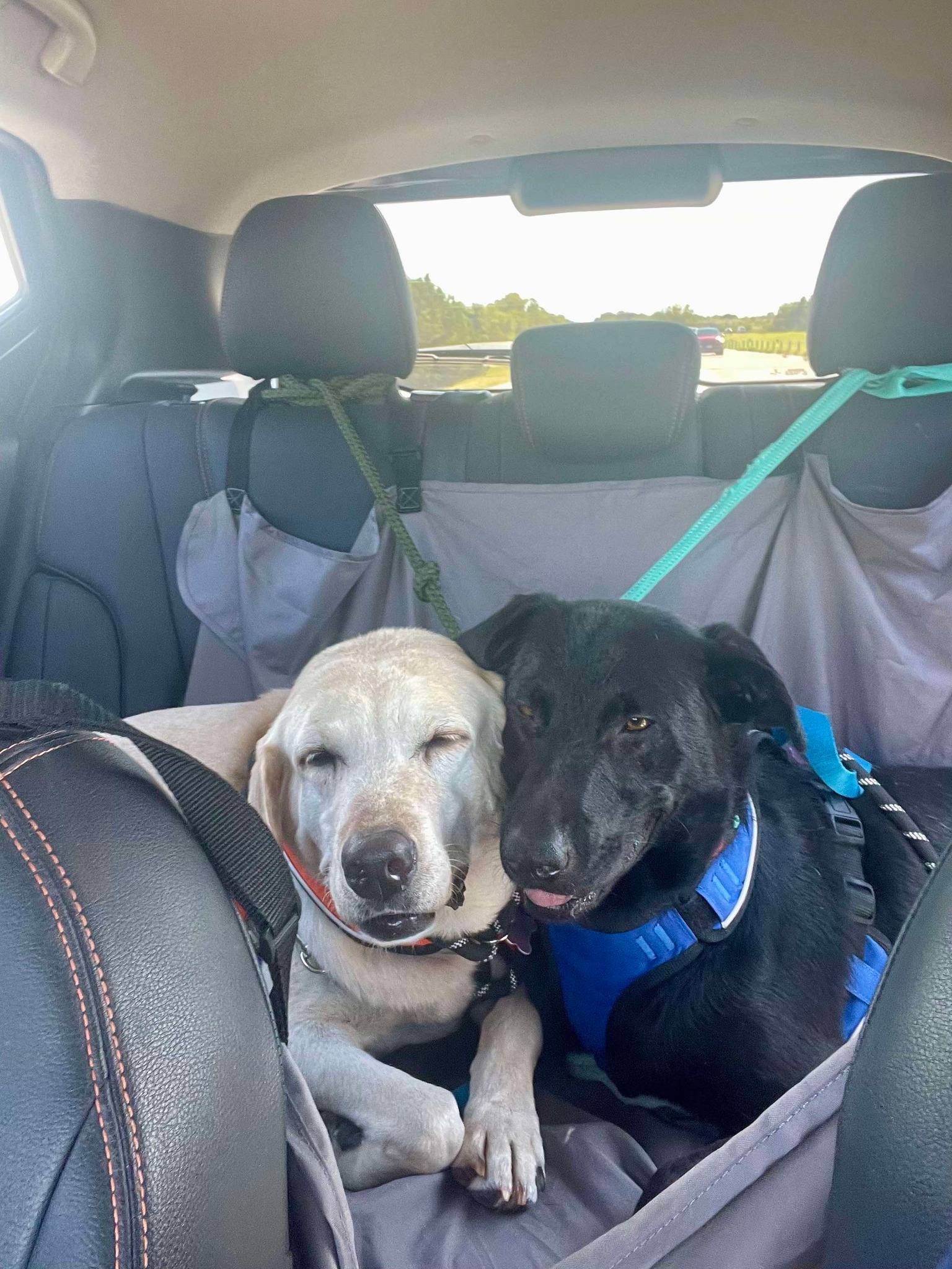 Project Hope Animal Rescue | Coldwater MI