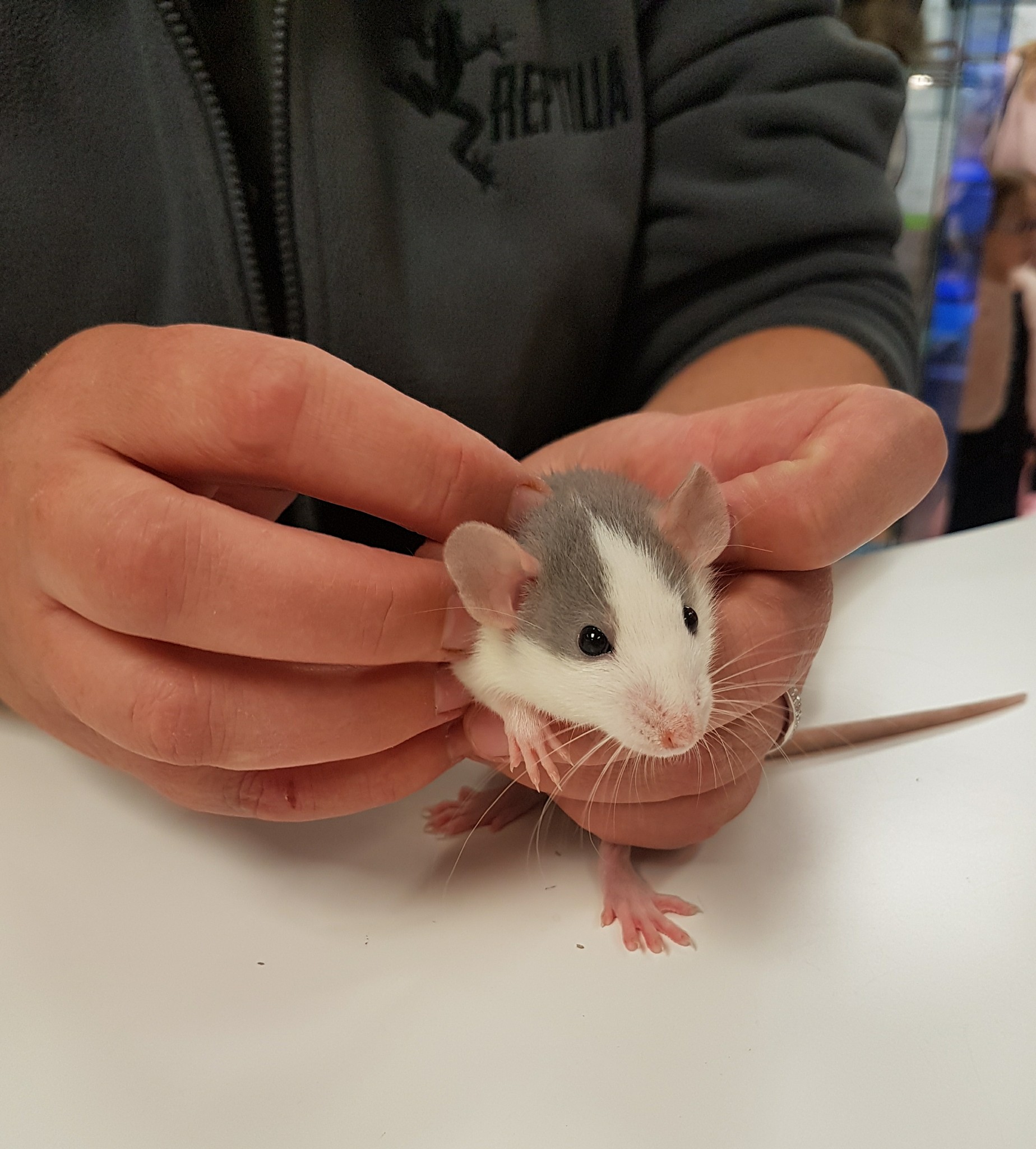 Reptilia Realm - 🐭🐭🐭 Female Baby Dumbo Rats 🐭🐭🐭 Super... | Facebook
