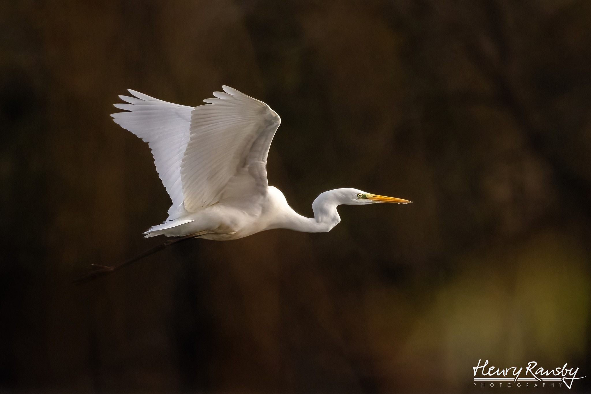 Henry Ransby Photography