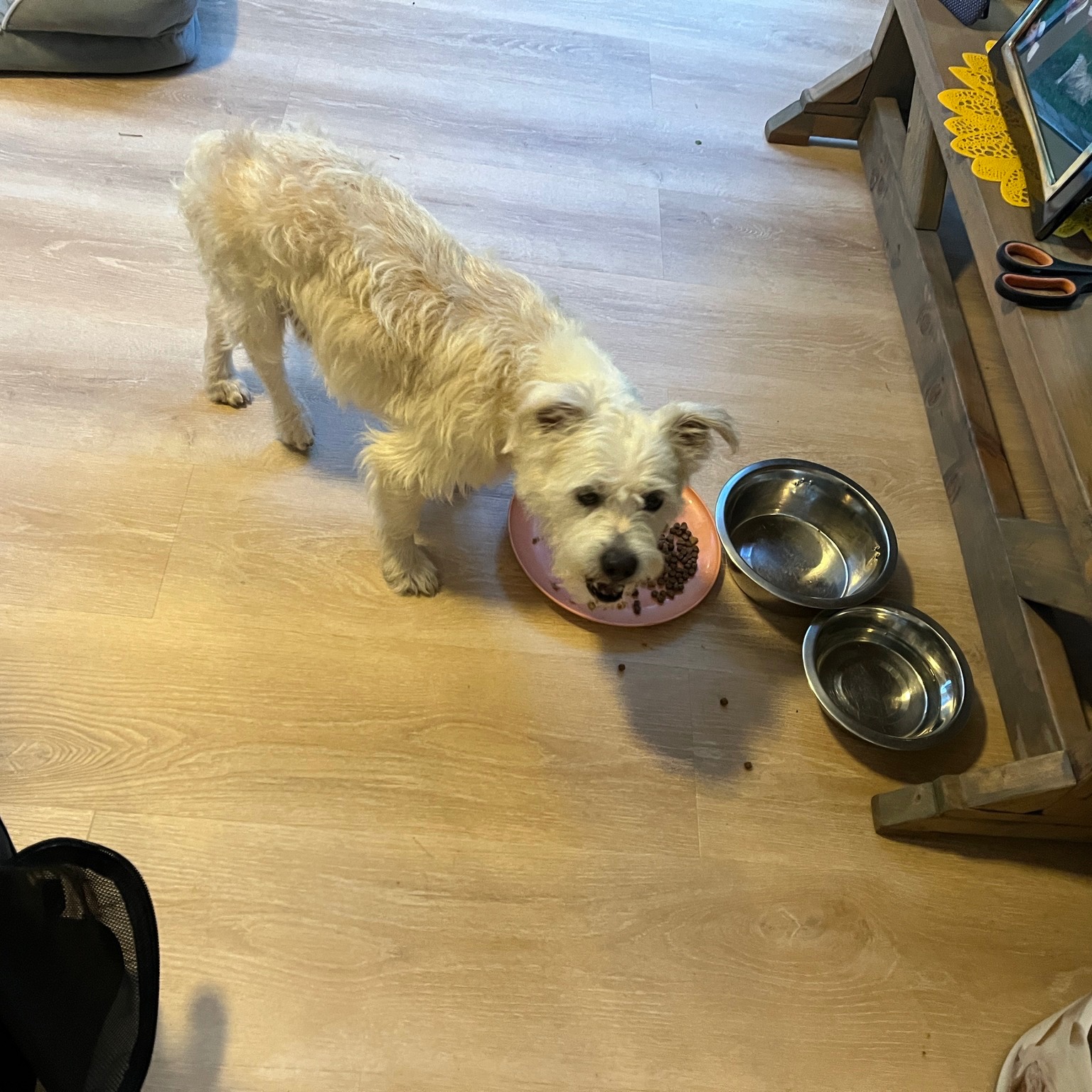 The Humane - Found dog: An intact male was found in Woodlyn Meadows and ...