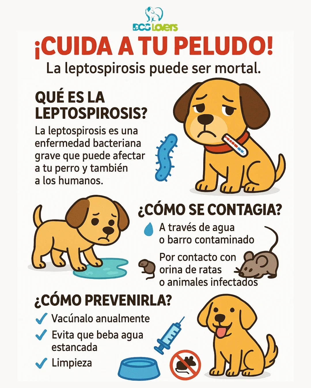 Clínica - 👩🏻‍⚕️La leptospirosis canina es una enfermedad infecciosa 🤯 ...