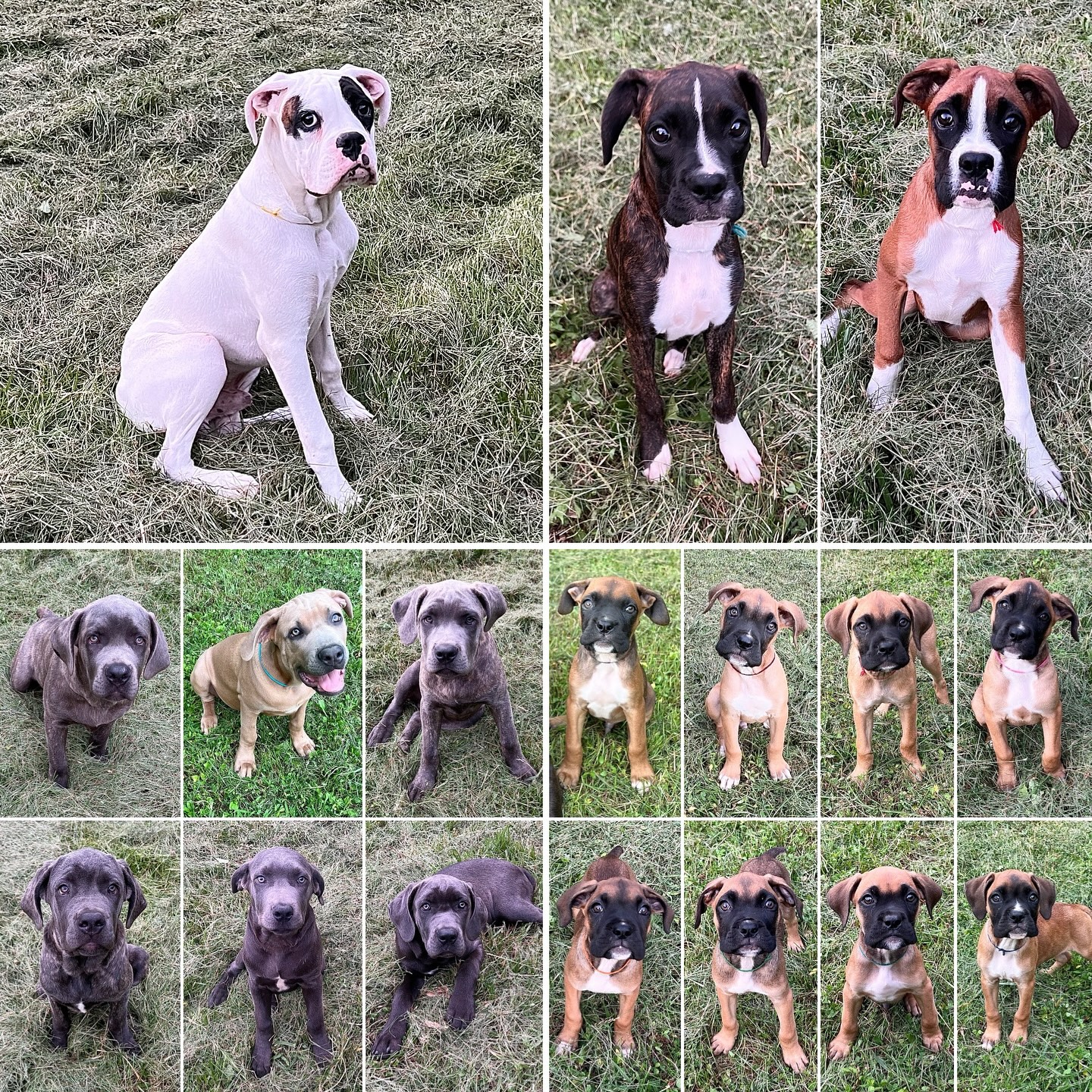 Kat’s - Please Please Share!🐾 AKC Registered 27 weeks Boxer Puppies ...