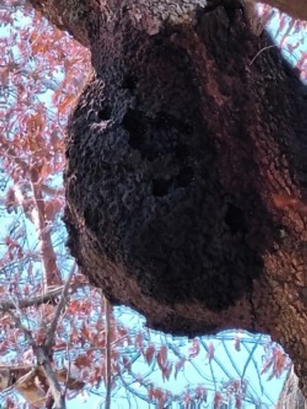Pink Termite & Pest Experts | Caringbah NSW
