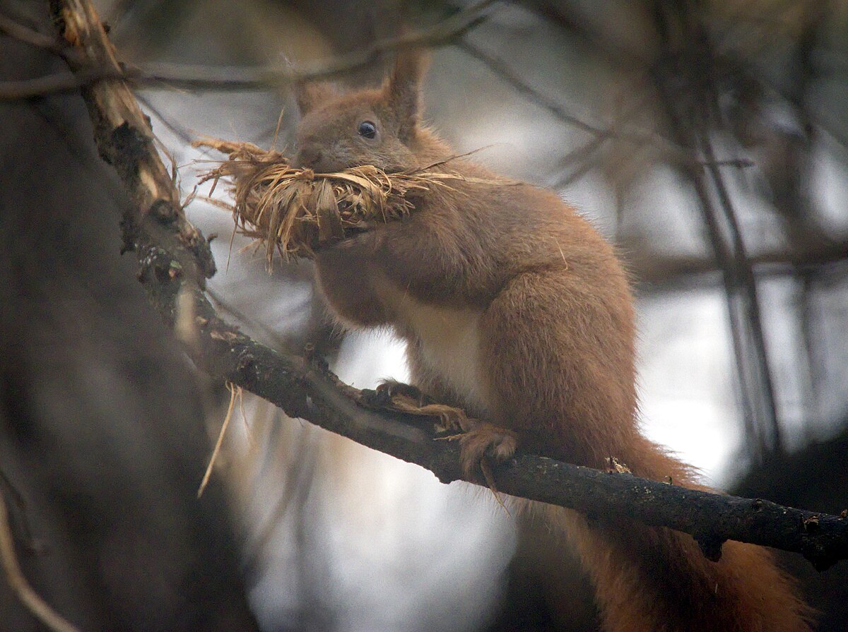 AAAC - Squirrels are getting social—and not just for fun! September ...