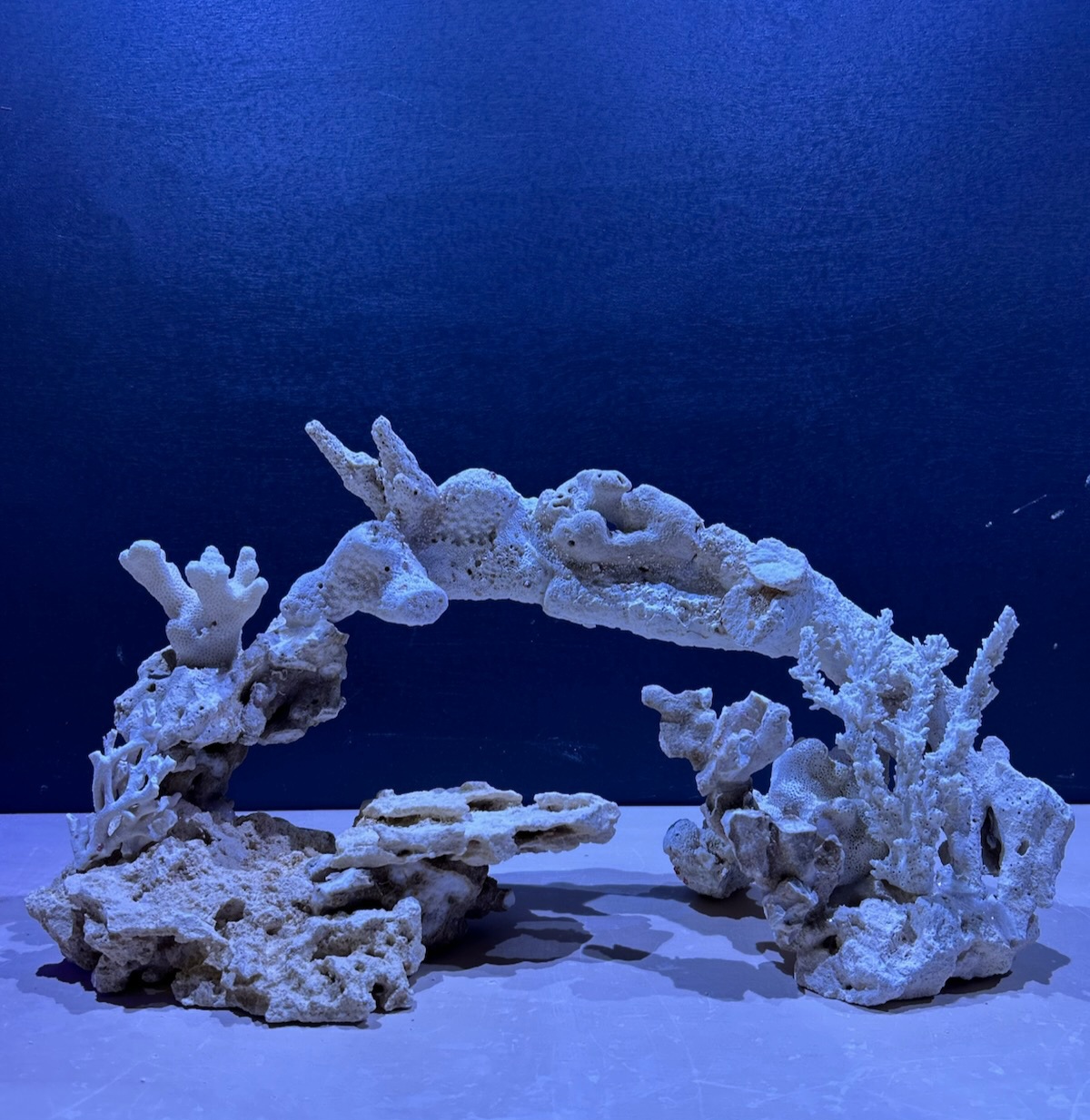 Reef - 🌊 Custom Aquascaping for Your Saltwater Paradise! 🌊 Transform ...