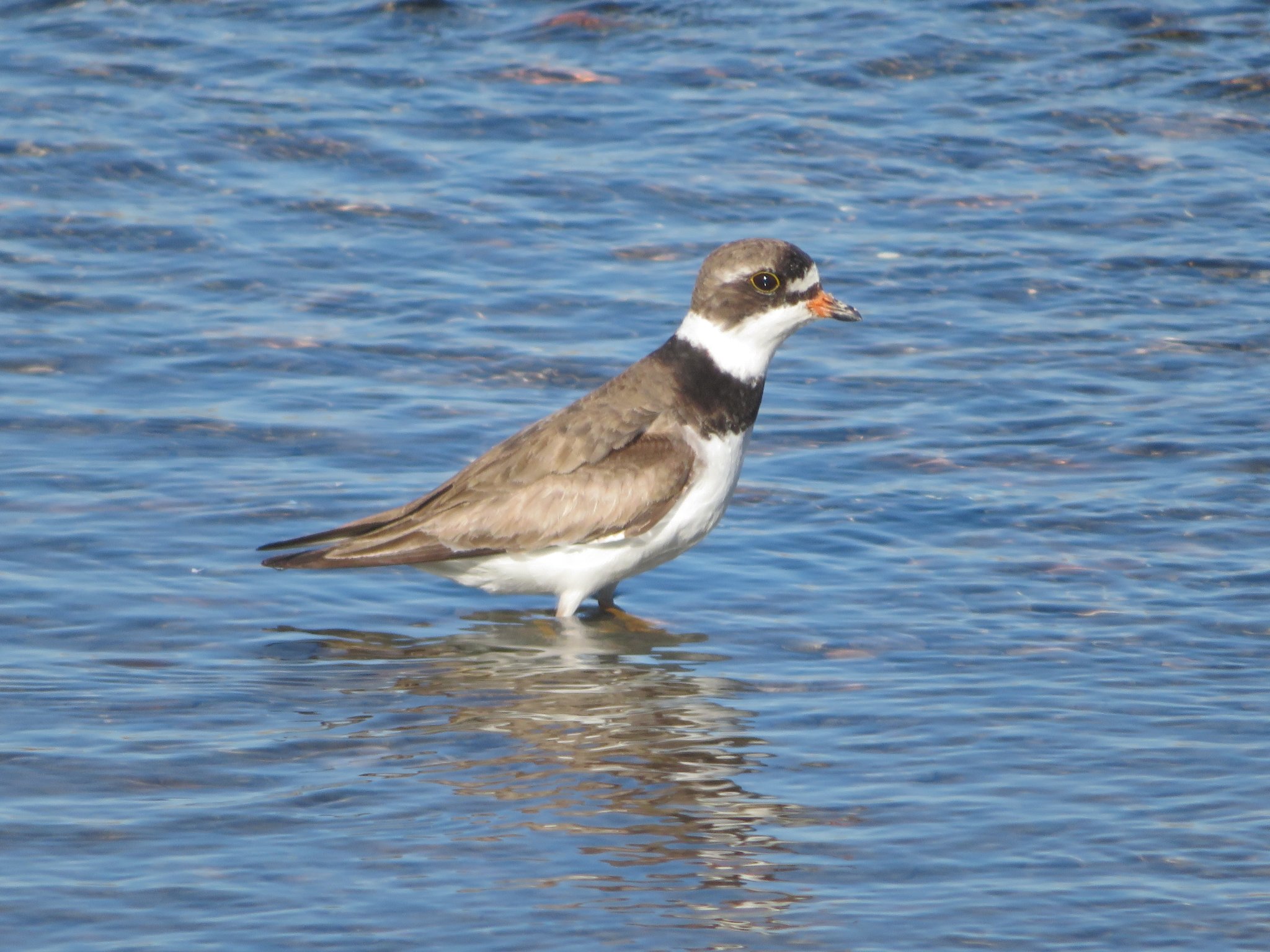 Common Ringed Plover spotted in Grays Harbor County, Moclips, WA